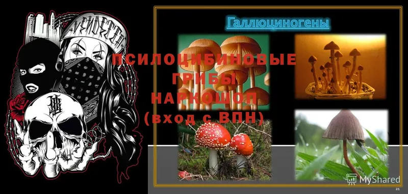 Галлюциногенные грибы Psilocybe  Катав-Ивановск 